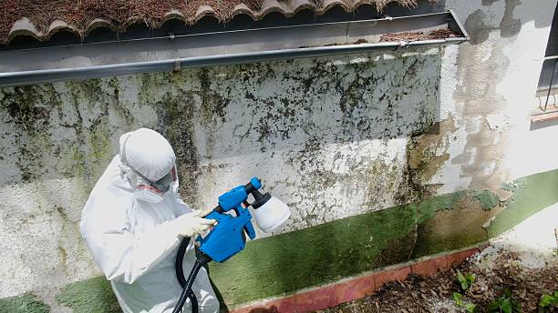 Trusted Mold Testing service in Lowell, MI - Cheap Mold Removal